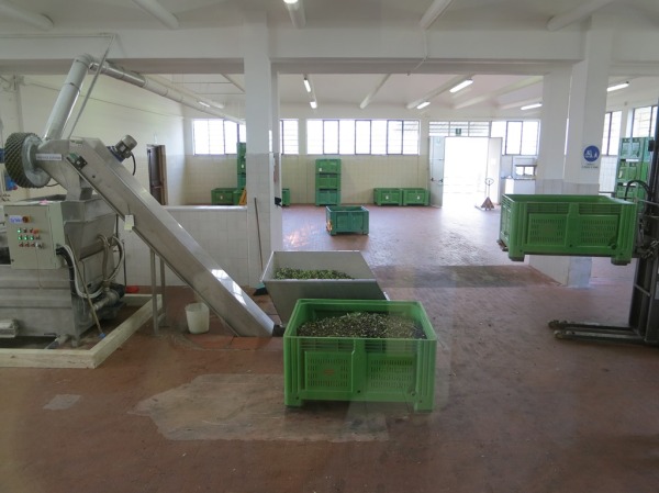 olives being loaded into the press